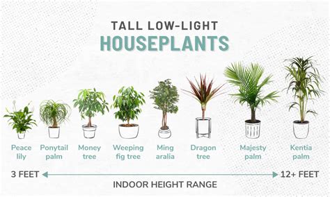 33 Low Light Houseplants To Bring Your Space To Life Houseplants Low