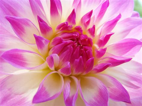 Pink Dahlia Hd Wallpapers Latest Hd Wallpapers