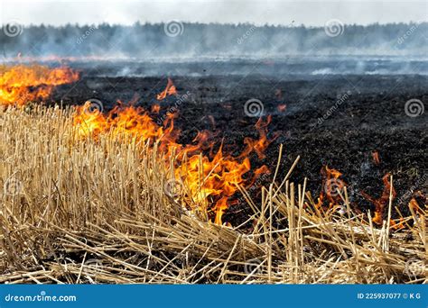 Wildfire On Wheat Field Stubble After Harvesting Near Forest Burning