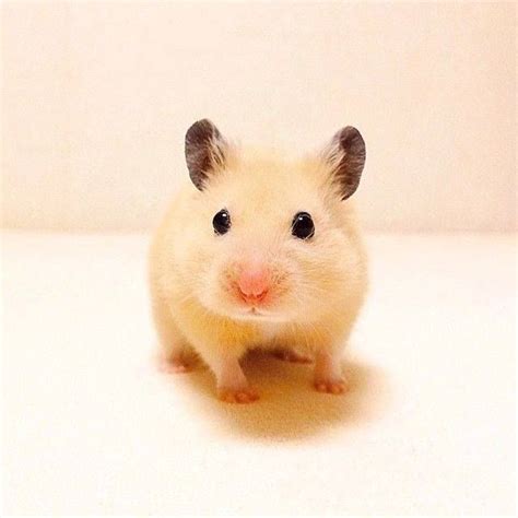 Cute Baby With Images Cute Hamsters Cute Animals