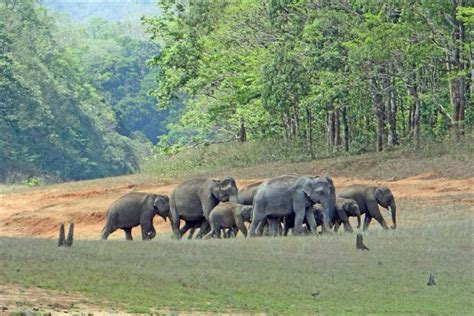 A Complete Guide To A Day Tour In The Periyar National Park Sanctuary