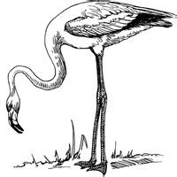 Desenho De Flamingo Dormindo Para Colorir Tudodesenhos