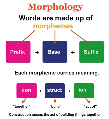 Morphology Definition Javatpoint