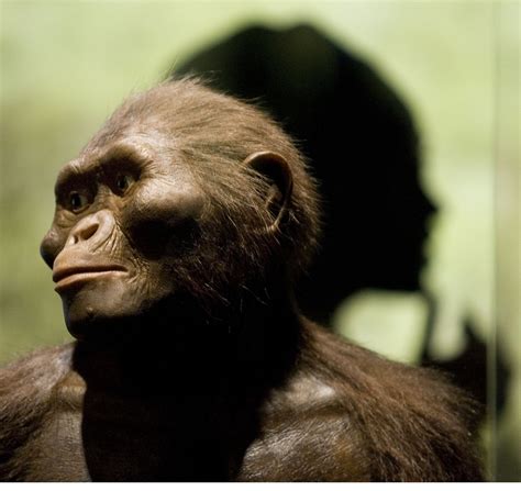 Human Evolution: Walking Upright Evolved at Least 3.6 Million Years Ago ...