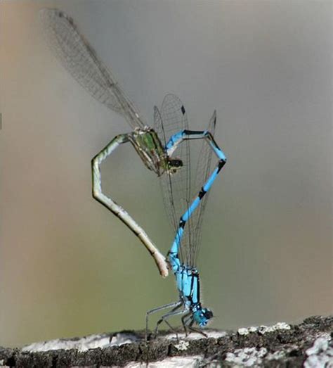 Dragonfly Love Dragonflymatingheart Shapenaturephotography Cute