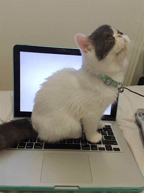 17 Pictures Of Proof Cats Dont Care About Your Personal