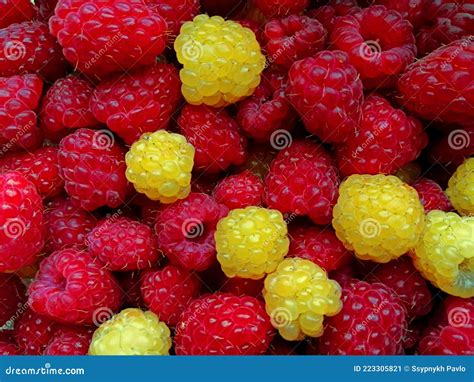 Bright Raspberry For The Background Stock Image Image Of Texture