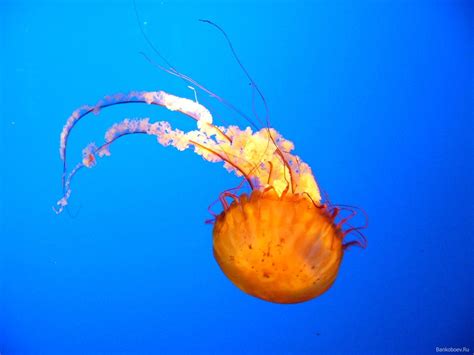 1067453 Illustration Underwater Jellyfish Biology Invertebrate