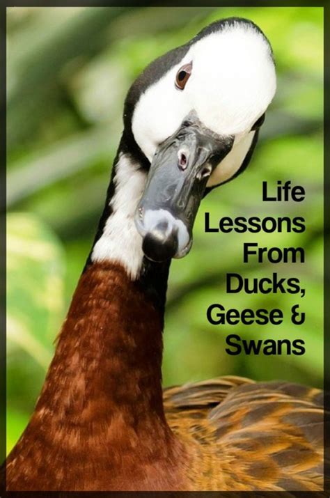 5 Lessons Ducks Geese And Swans Can Teach Us About Life Pethelpful