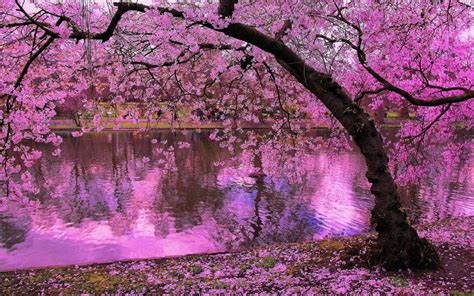 Sakura Tree Cherry Blossom Wallpapers 1680x1050 Desktop Backgrounds