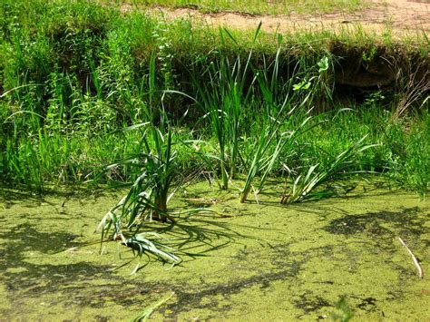 Moscow Daily Photo Water Grass