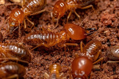 Do Termites Serve A Purpose Pest Wisdom