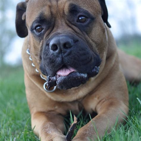 Bullmastiff Breed Information And Facts