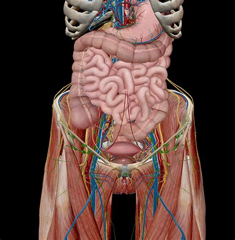 Abdominal anatomy, abdomen, gastrointestinal anatomy, gastrointestinal system. 5 Facts about the Anatomy of the Pelvic Cavity