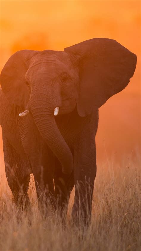 1440x2560 Elephant In Sunset Kenya Africa Samsung Galaxy S6,S7,Google ...