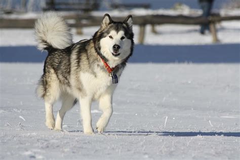 The alaskan malamute club of america, inc. Alaskan Malamute Dog Breed » Information, Pictures, & More