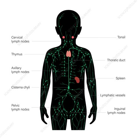 Lymphatic System Illustration Stock Image F0373509 Science