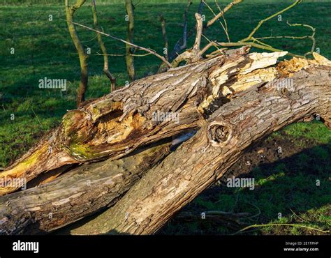 Split Open Old Tree Trunk Stock Photo Alamy