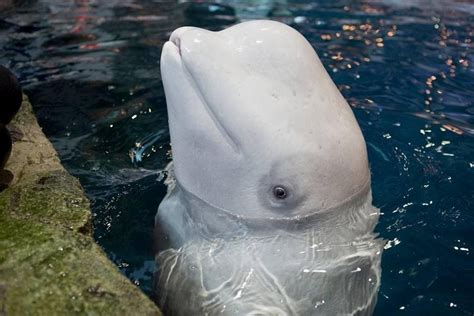 Beluga Whale Dies At Mystic Aquarium Due To Medical Complications