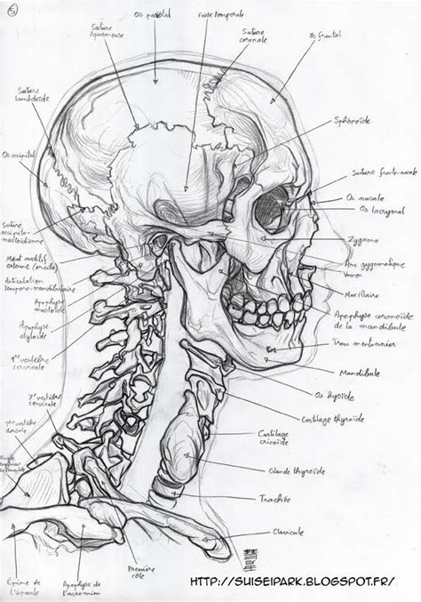 Anatomy Art Human Anatomy Art Medical Drawings