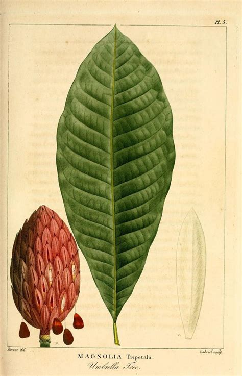How do you draw so fast and well?!?! n126_w1150 | Umbrella tree, Botanical drawings, Botanical ...