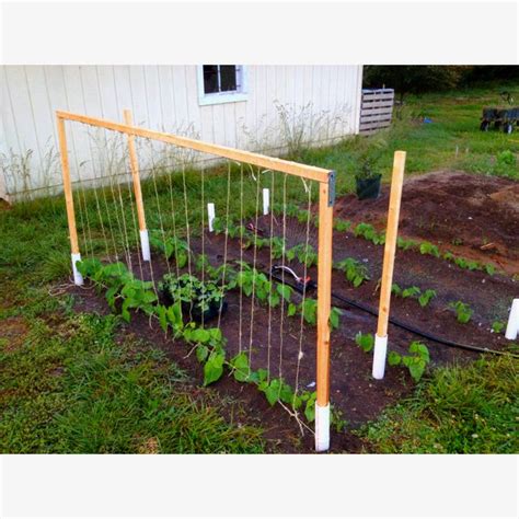 Green Bean Trellis Made Easy Gardening Pinterest Seasons Pvc