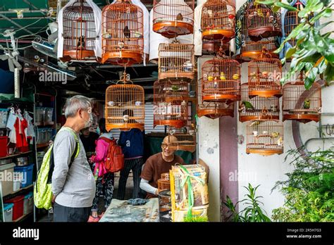 Exotic Birds For Sale At The Hong Kong Bird Market Yuen Po Street Bird