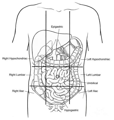 The nine regions of the abdomen can help determine specific ailments and are of clinical importance. Chapter 1 - Anatomy & Physiology 1 with Kamal at Moraine ...