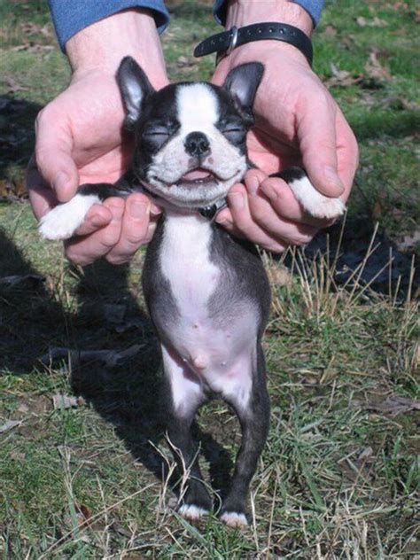 20 Cute Boston Terrier Dog Pictures You Will Love Cute Animals