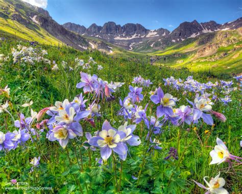 9 Wildflowers Pretty Enough To Sing About The National Wildlife