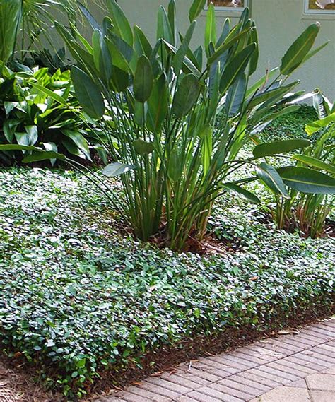 Look At This Asiatic Jasmine Ground Cover On Zulily Today Jasmine