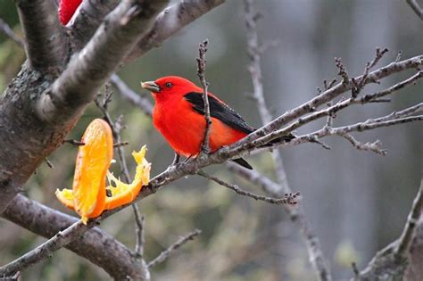 Do Scarlet Tanagers Eat Oranges Birds And Blooms