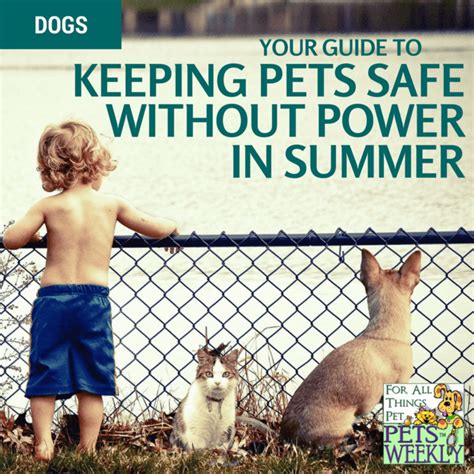 Keeping Pets Safe Without Power In Summer