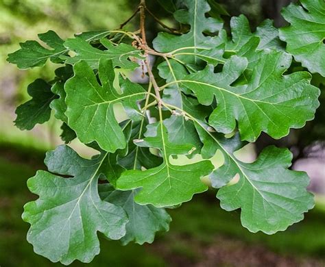 Quercus macrocarpa - Chêne à gros fruits - Florama