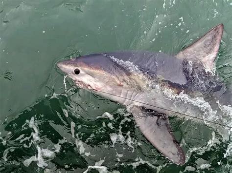 Watch Fishermen Reel In Huge Catch Of The Year 22 Stone Shark Off