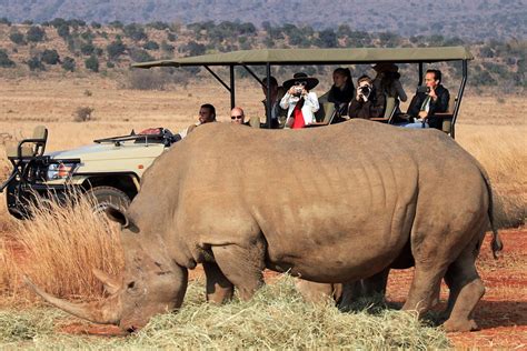 Rhino Poaching Hits New High In South Africa Experts Warn Of