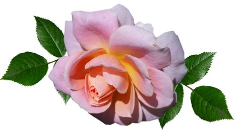 Rose Pink Flower Free Photo On Pixabay