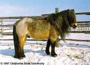 breeds  livestock yakut horse breeds  livestock department  animal science