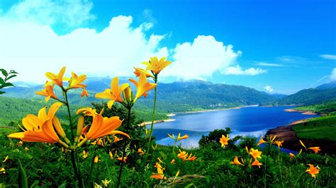Spring Lily Yellow Flowers Lake Mountainnature Landscape Wallpaper Hd