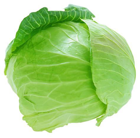 Free Cabbage Cliparts Download Free Cabbage Cliparts Png Images Free