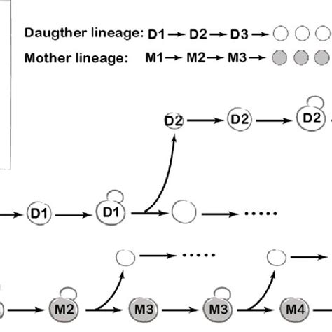 Developmental Cycle Of Mammalian Germ Cells Life Cycle Of The Mouse