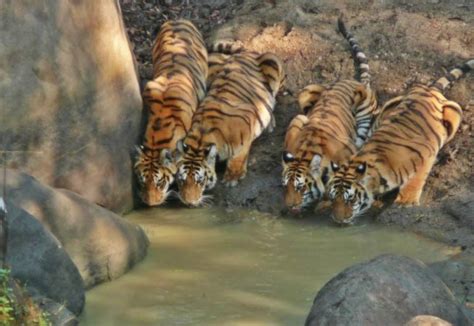 Supermom Tigress Gives Birth To New Cubs Delivering A Record