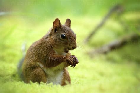 Eating Eurasian Red Squirrel Sciurus Vulgaris Stock Photo
