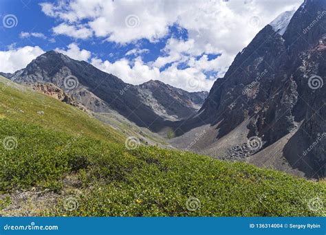 Altai Mountains Russia Stock Photo Image Of Betula 136314004
