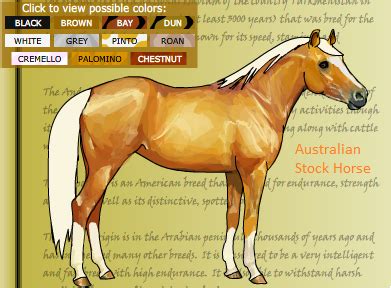 australian stock horse horse isle