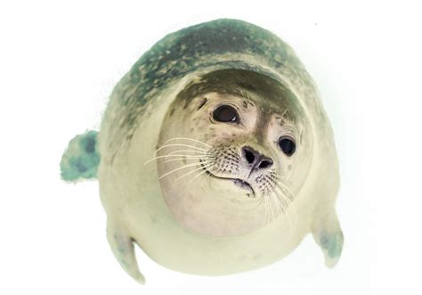 Seal Swimming PNG Image - PurePNG | Free transparent CC0 PNG Image Library png image