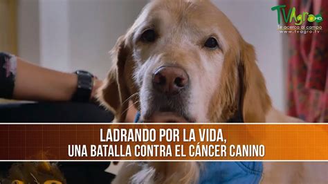 Ladrando Por La Vida Una Batalla Contra El Cancer Canino Tvagro Por