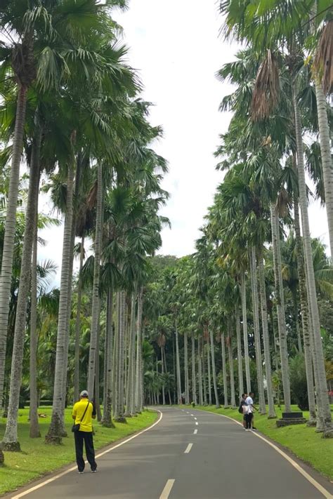 Kebun raya batam merupakan satu dari 33 kebun raya yang sedang dibangun di seluruh indonesia. Kebun Raya Bogor (OBJEK WISATA, TIKET, SEJARAH, PETA dll)