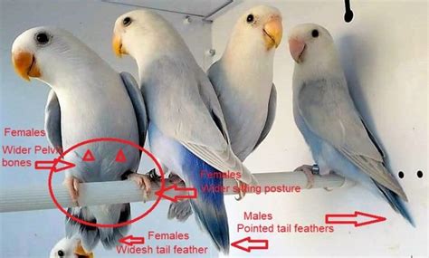 Love Birds Gender Guessing Behavior Complete Information Love Birds