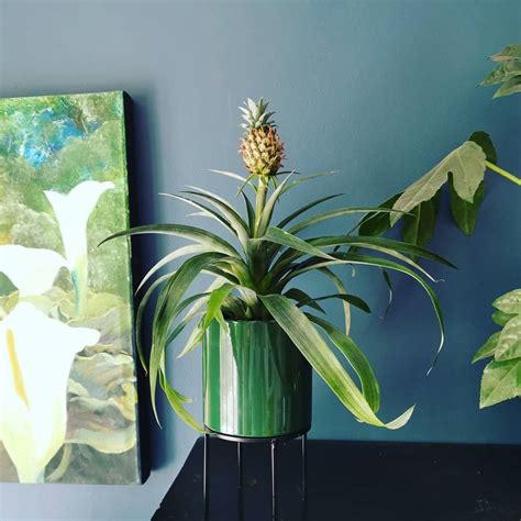 Bring A Piece Of The Tropics Right To Your Home With A Pineapple Plant